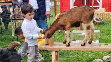 Photo of شركة “MM Horses and Animals”: بصمة في عالم الترفيه للأطفال من خلال مزرعة متنقلة!