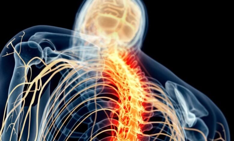 وظيفة خلايا الدماغ غير المعروفة سابقًا يمكن أن تُحدث تحولًا في علاج إصابات النخاع الشوكي