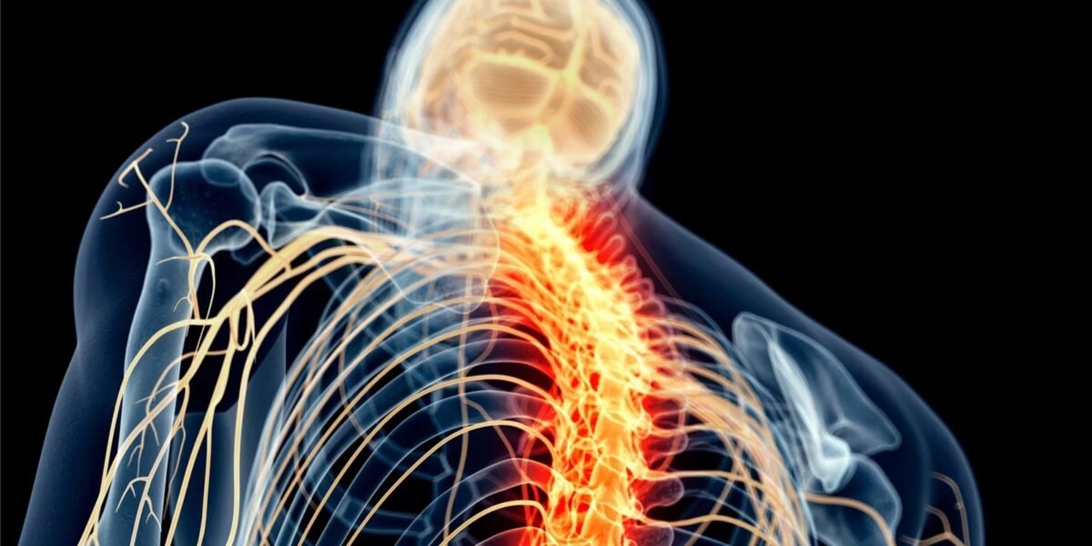 وظيفة خلايا الدماغ غير المعروفة سابقًا يمكن أن تُحدث تحولًا في علاج إصابات النخاع الشوكي
